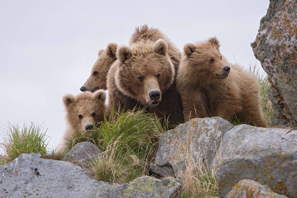 Terre des Ours : Photo