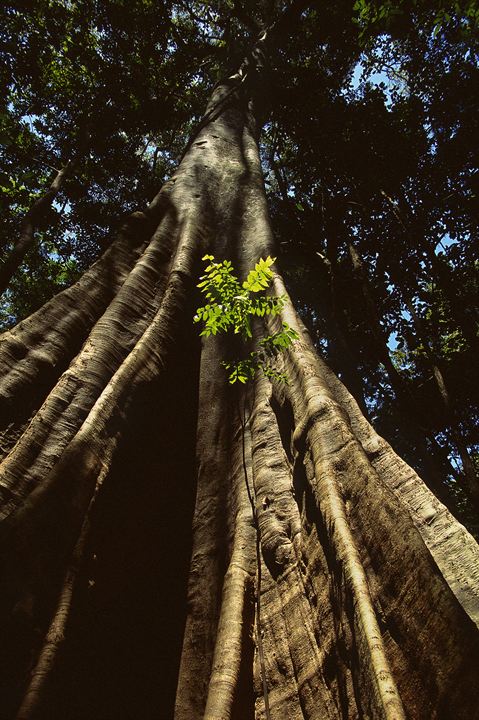 Amazônia : Photo