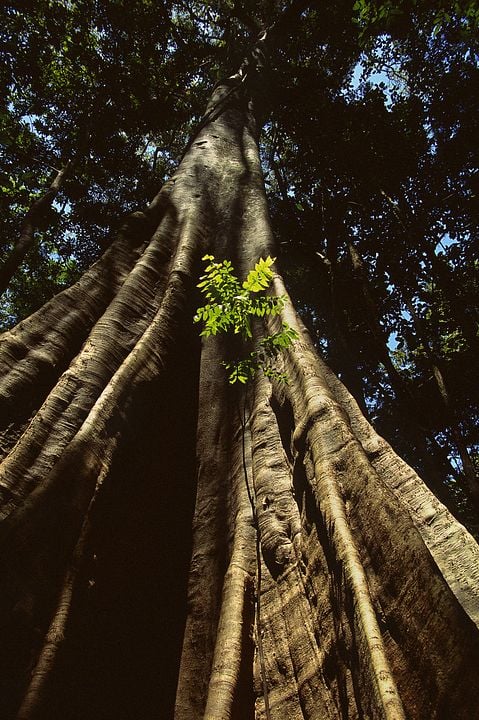 Amazônia : Photo