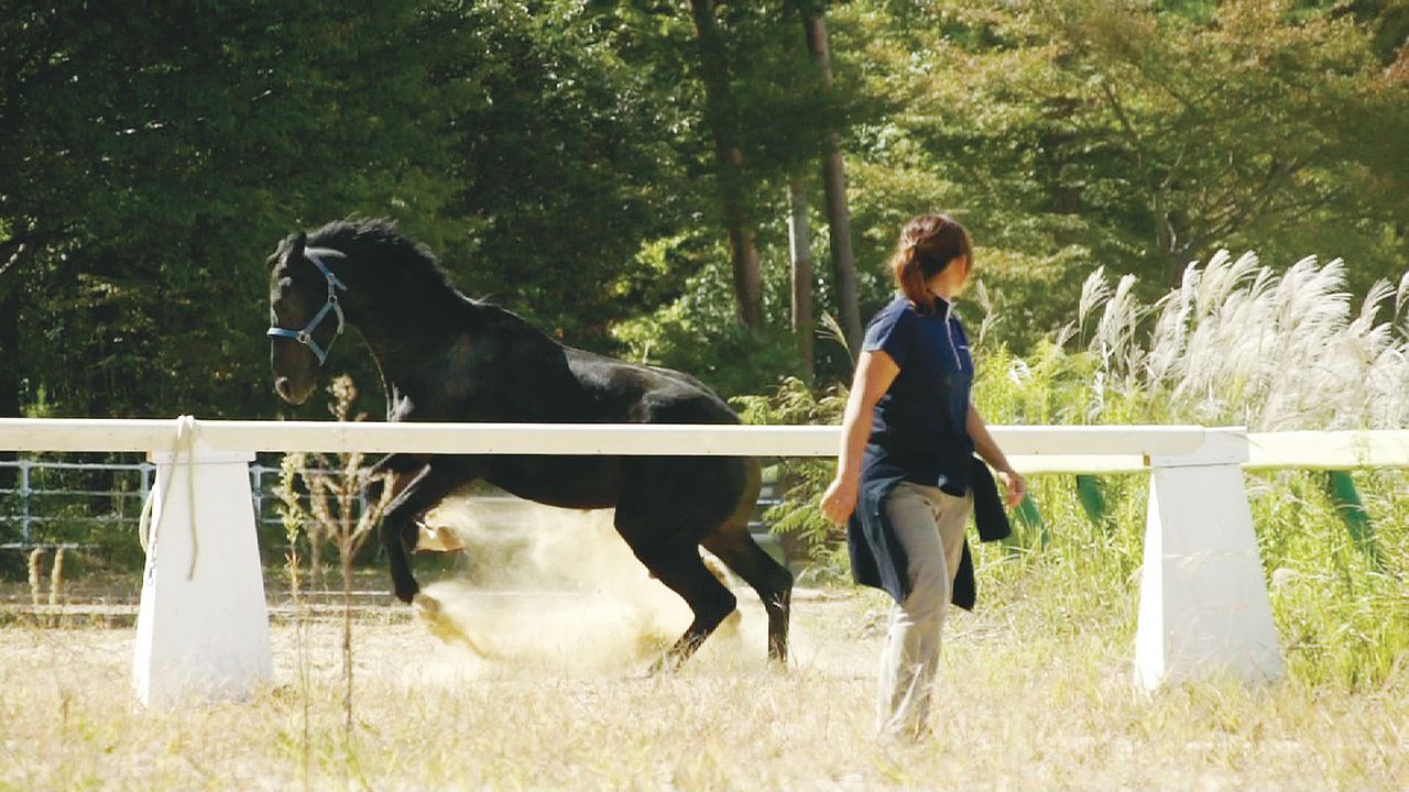 The Horses of Fukushima : Photo
