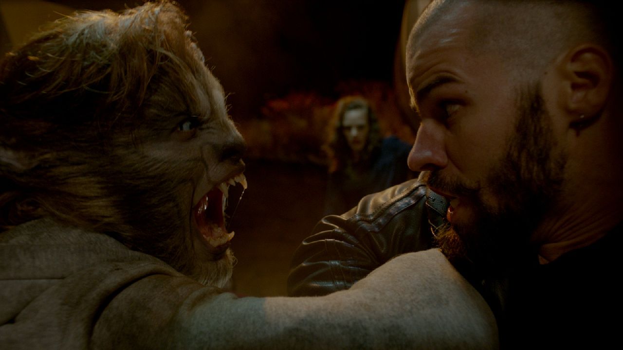 Wolves : Photo