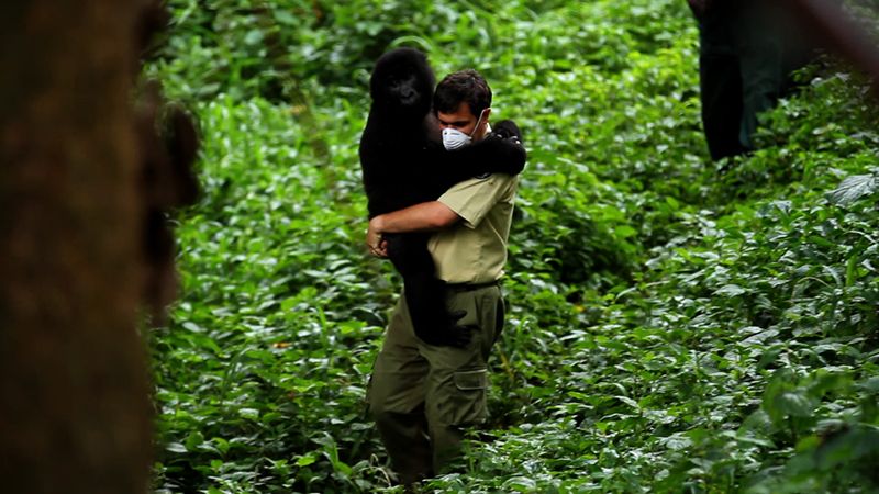 Virunga : Photo