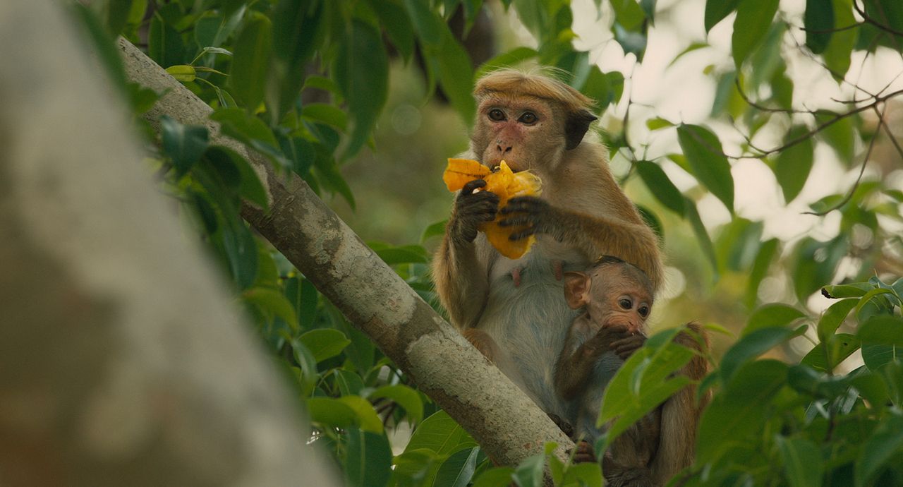 Au Royaume des Singes : Photo