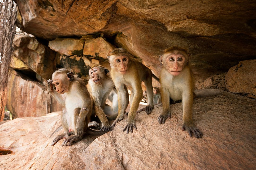 Au Royaume des Singes : Photo