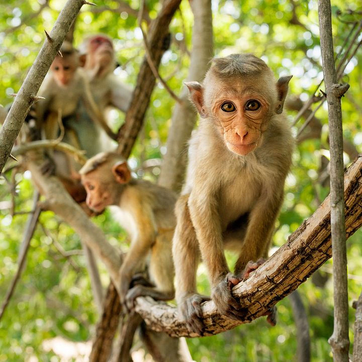 Au Royaume des Singes : Photo