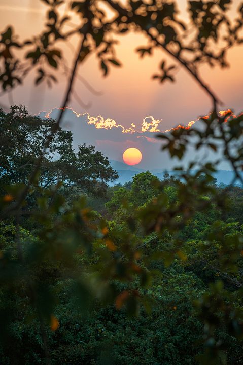 Au Royaume des Singes : Photo