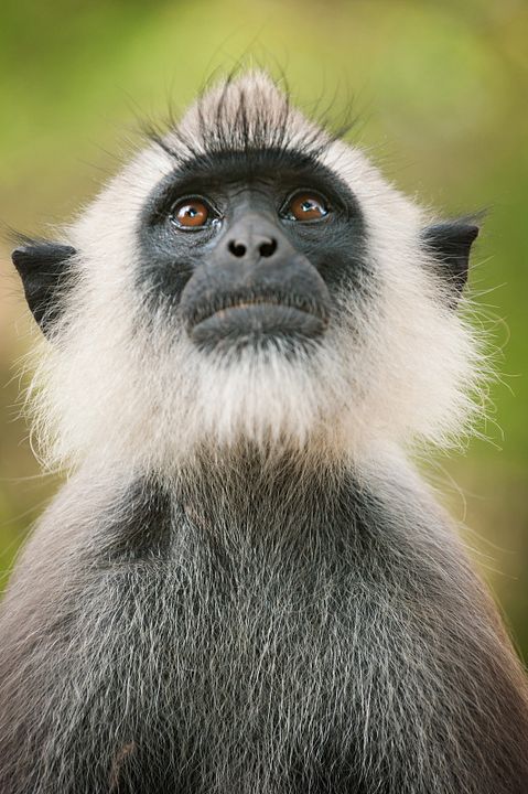 Au Royaume des Singes : Photo