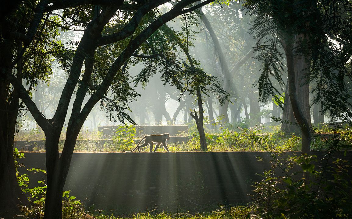 Au Royaume des Singes : Photo