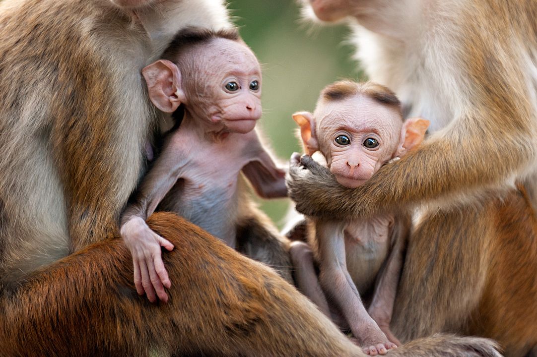 Au Royaume des Singes : Photo