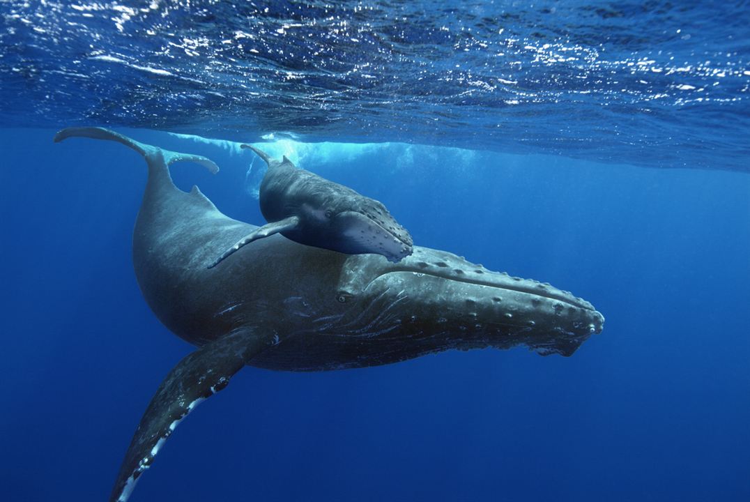 Baleines : Photo