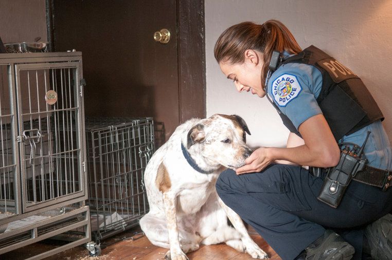 Chicago Police Department : Photo Marina Squerciati