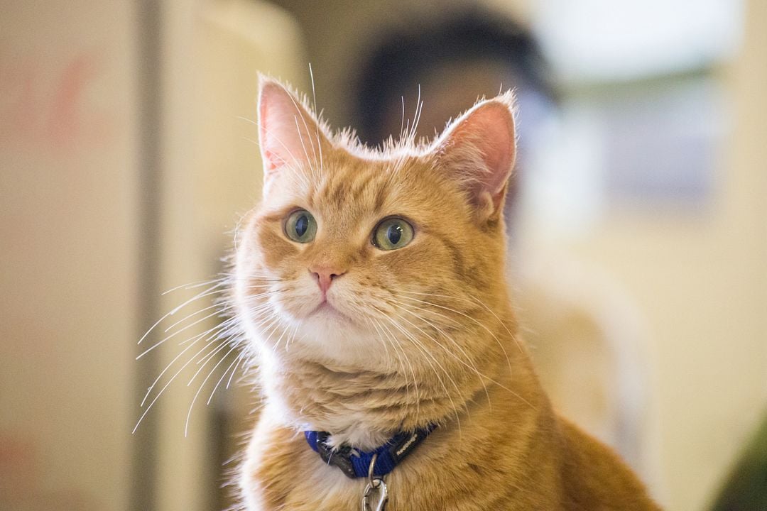 Un chat pour la vie : Photo