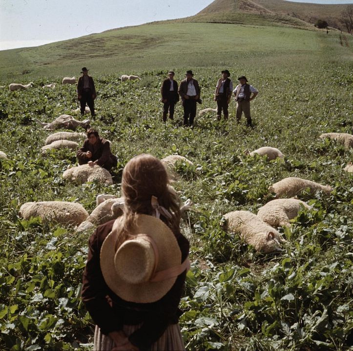 Loin de la foule déchaînée : Photo