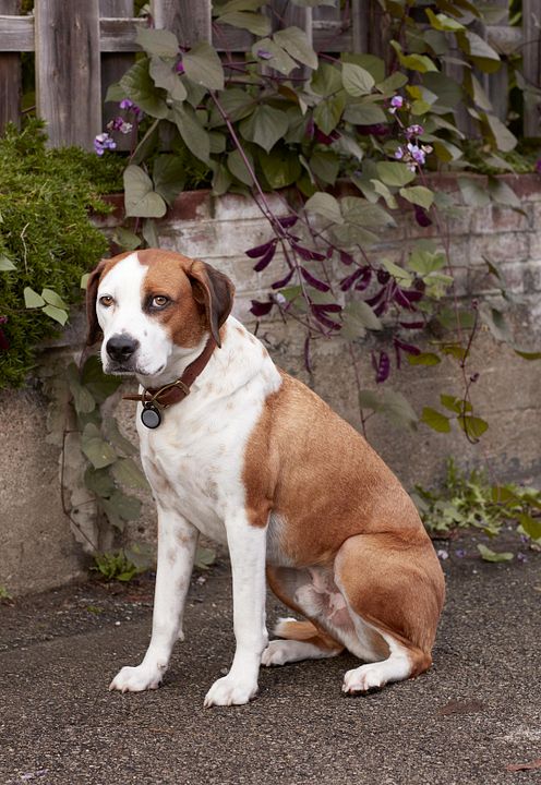 Downward Dog : Photo
