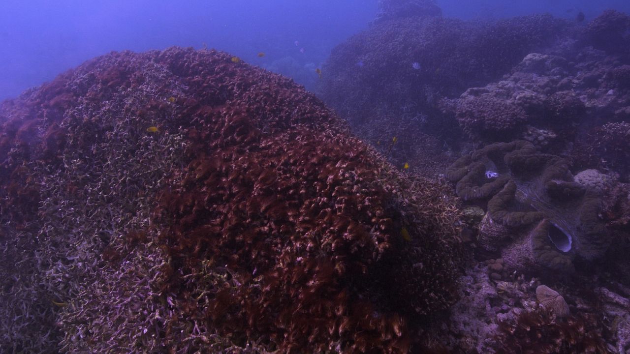 Chasing Coral : Photo