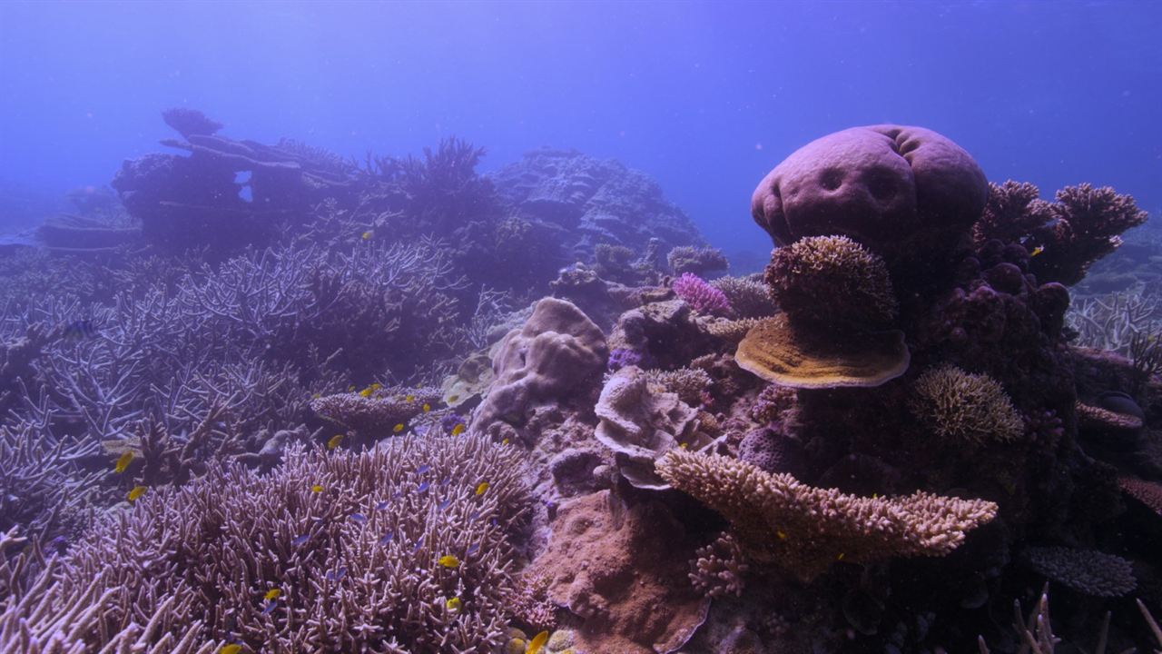 Chasing Coral : Photo