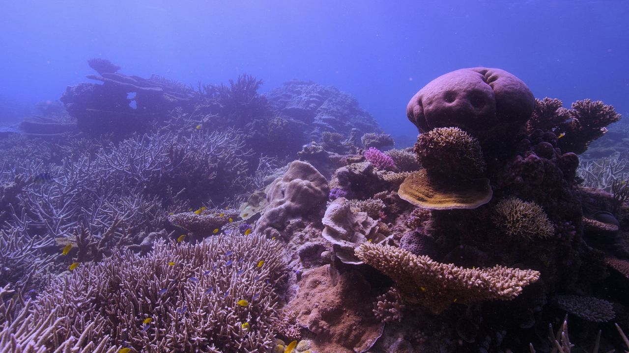 Chasing Coral : Photo