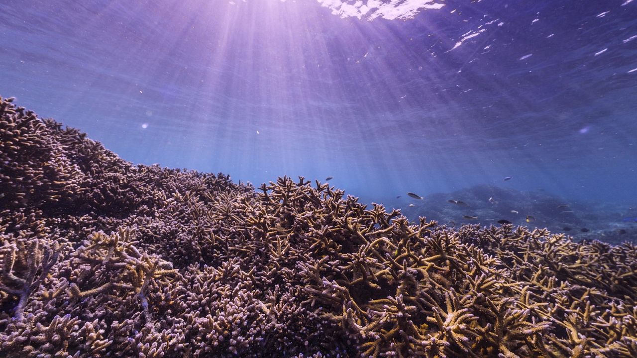 Chasing Coral : Photo