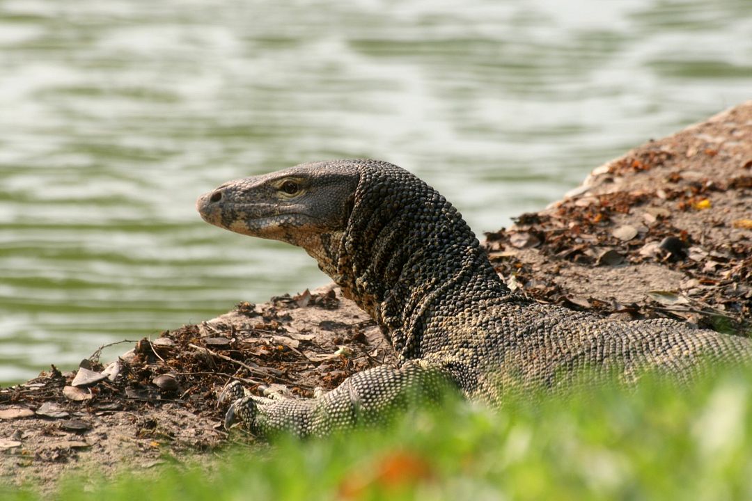 Thailand: Earth's Tropical Paradise : Photo