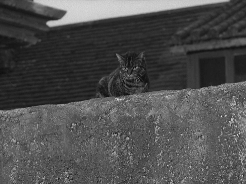 Le spectre du chat : Photo