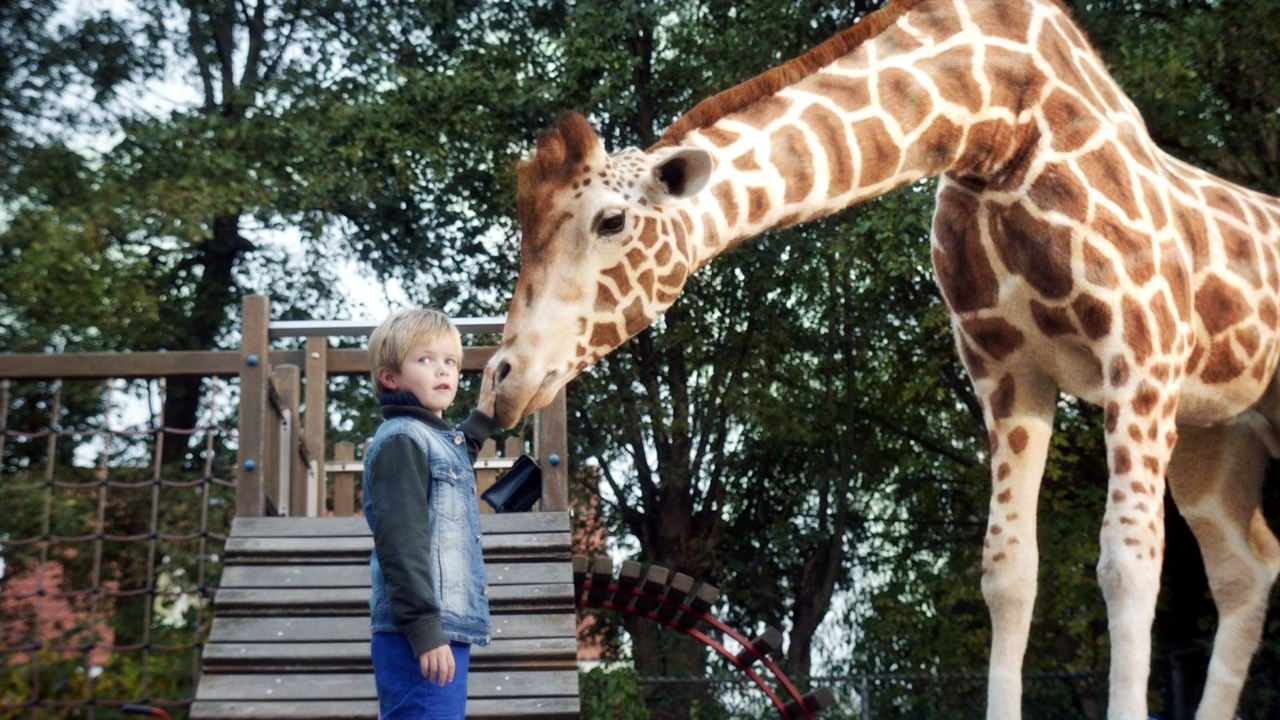 Raf, ma Girafe : Photo