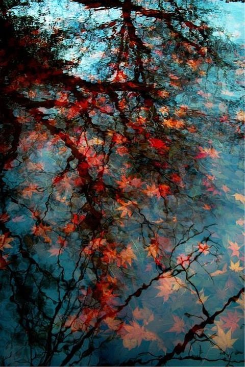 Red Trees : Photo
