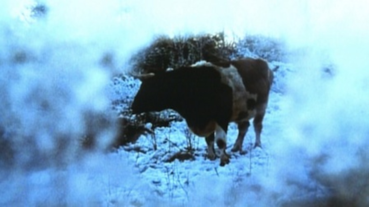 Oxen : Photo