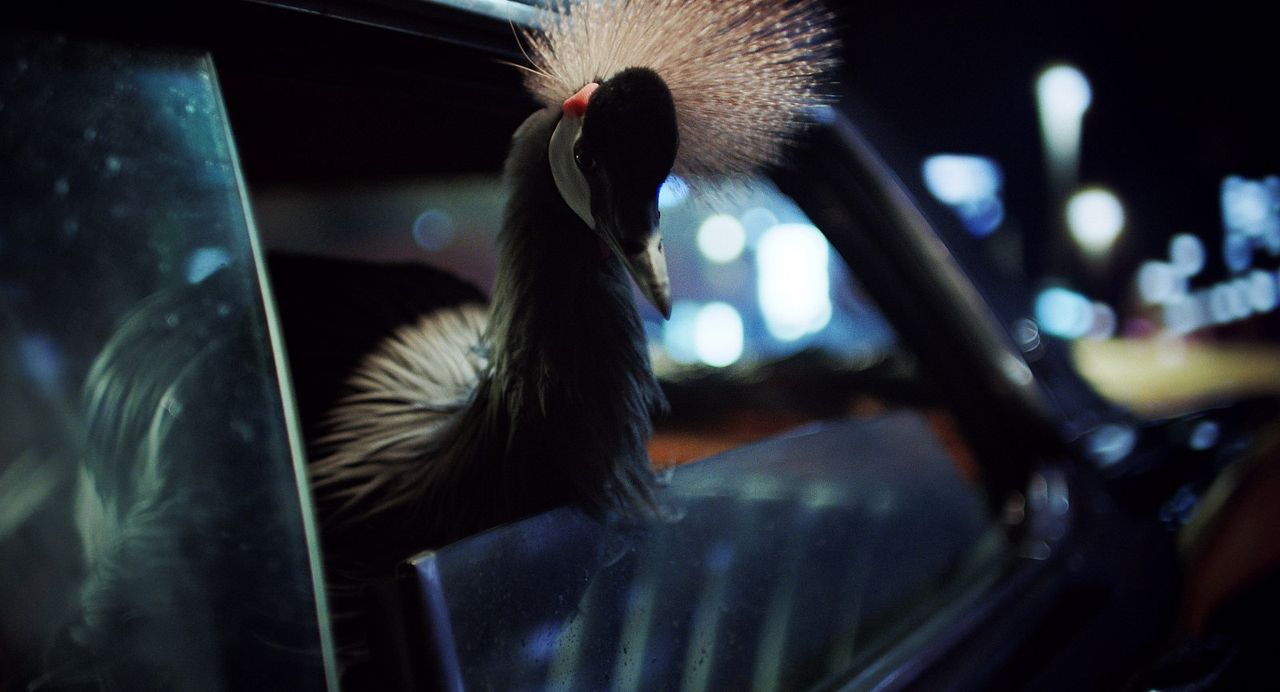 Nuit magique : Photo