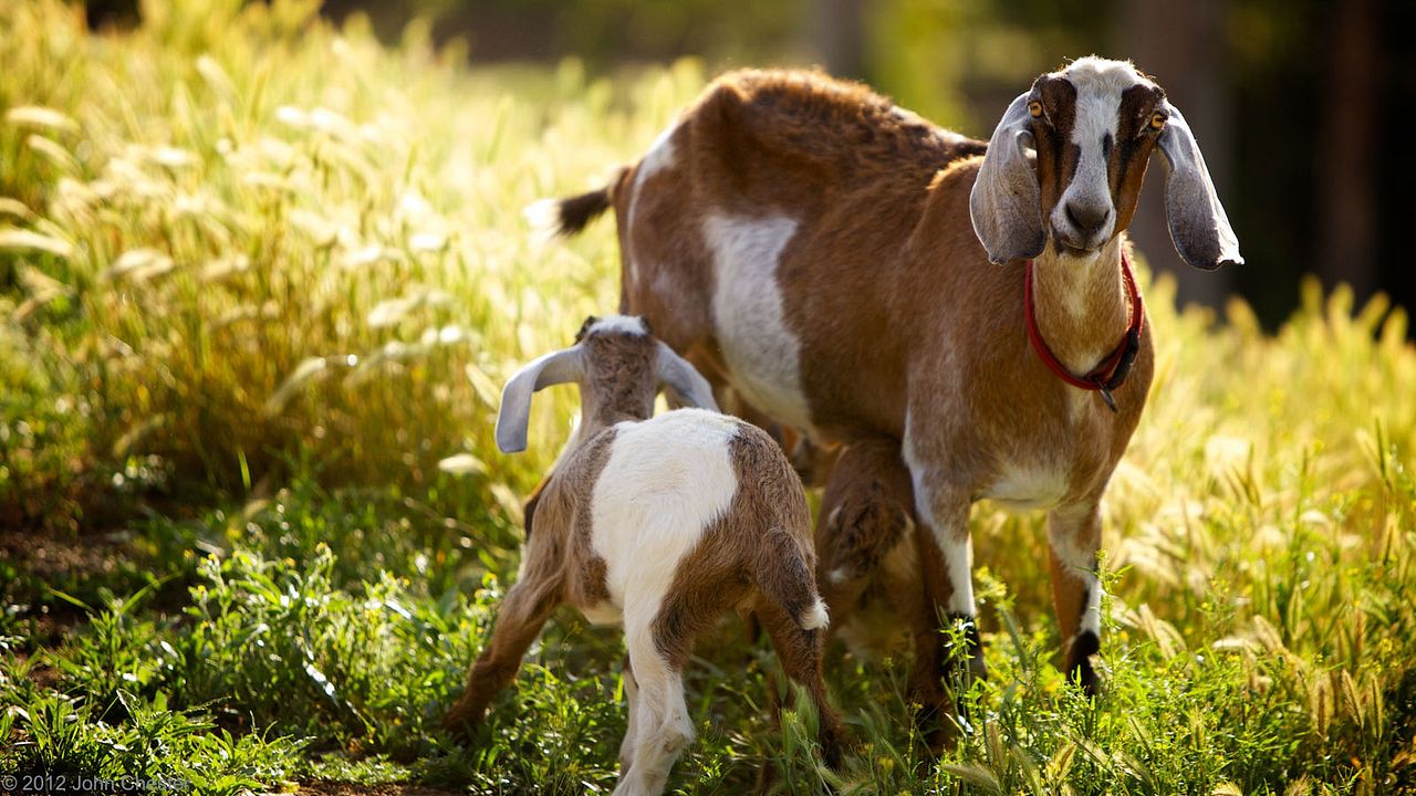 Tout est possible (The biggest little farm) : Photo