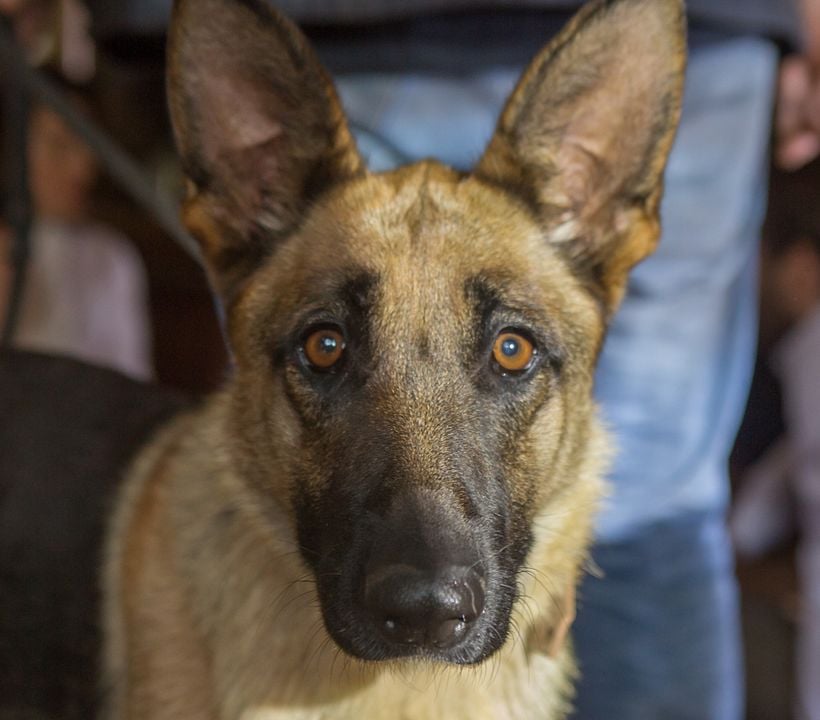 Shepherd: The Story of a Jewish Dog : Photo