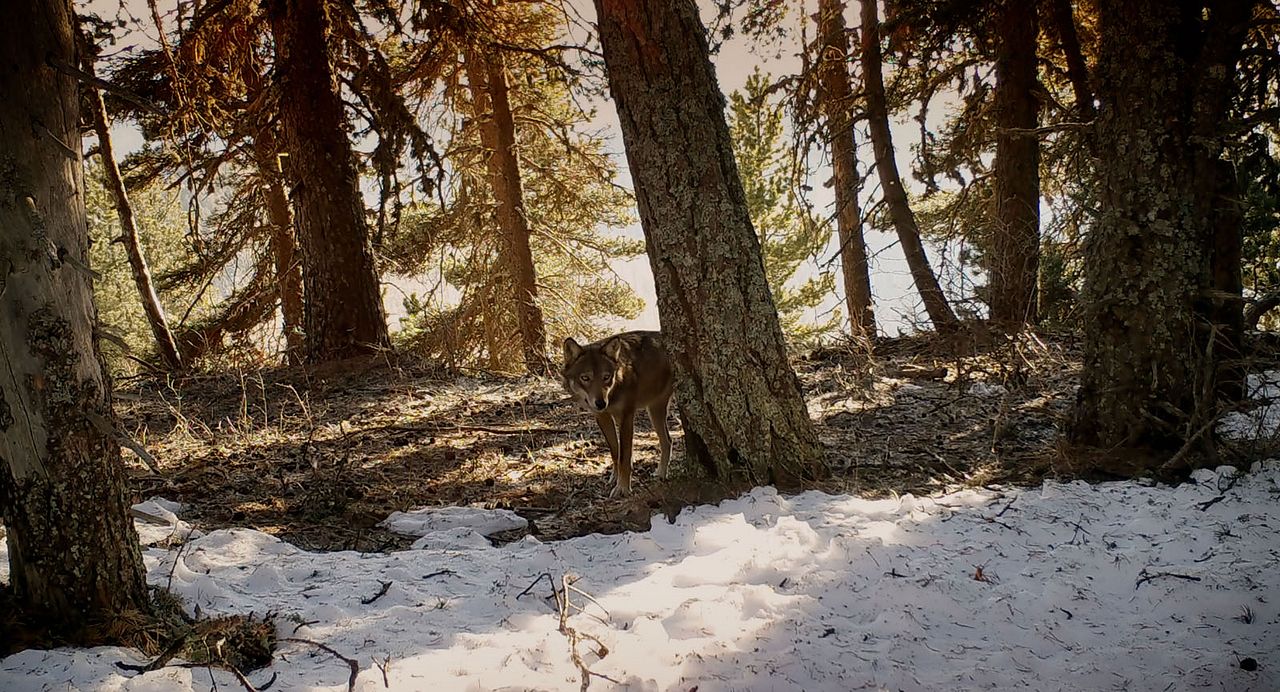 Marche avec les loups : Photo