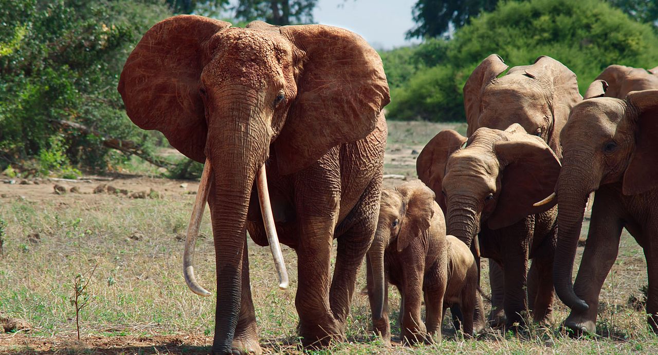 The Elephant Queen : Photo