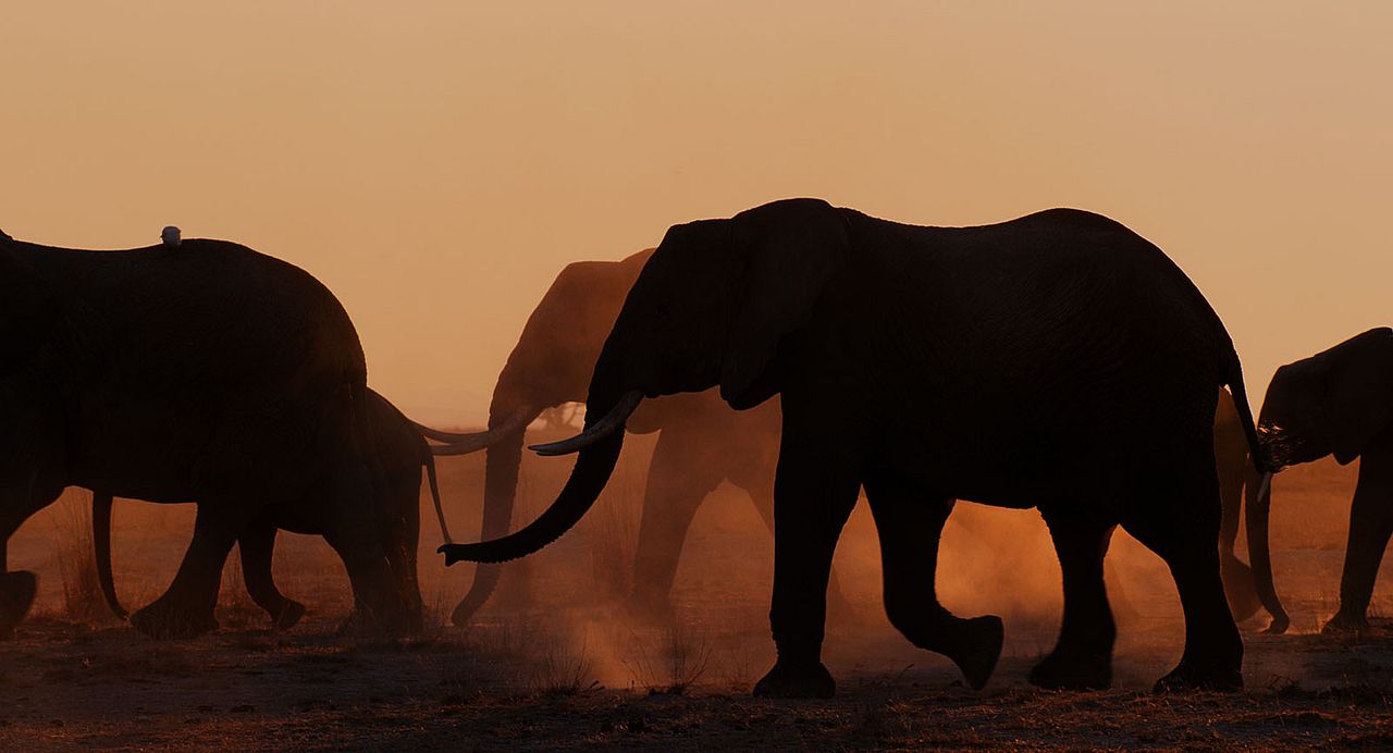The Elephant Queen : Photo