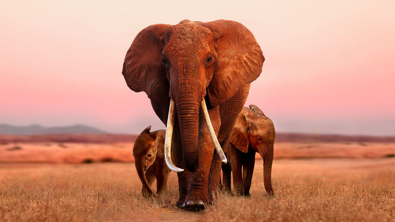 The Elephant Queen : Photo