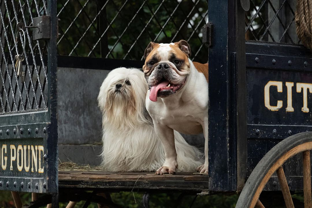 La Belle et le Clochard : Photo