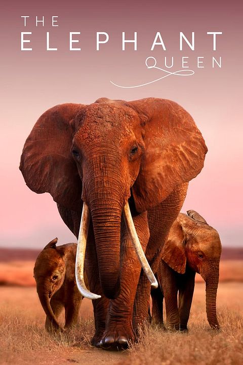 The Elephant Queen : Affiche