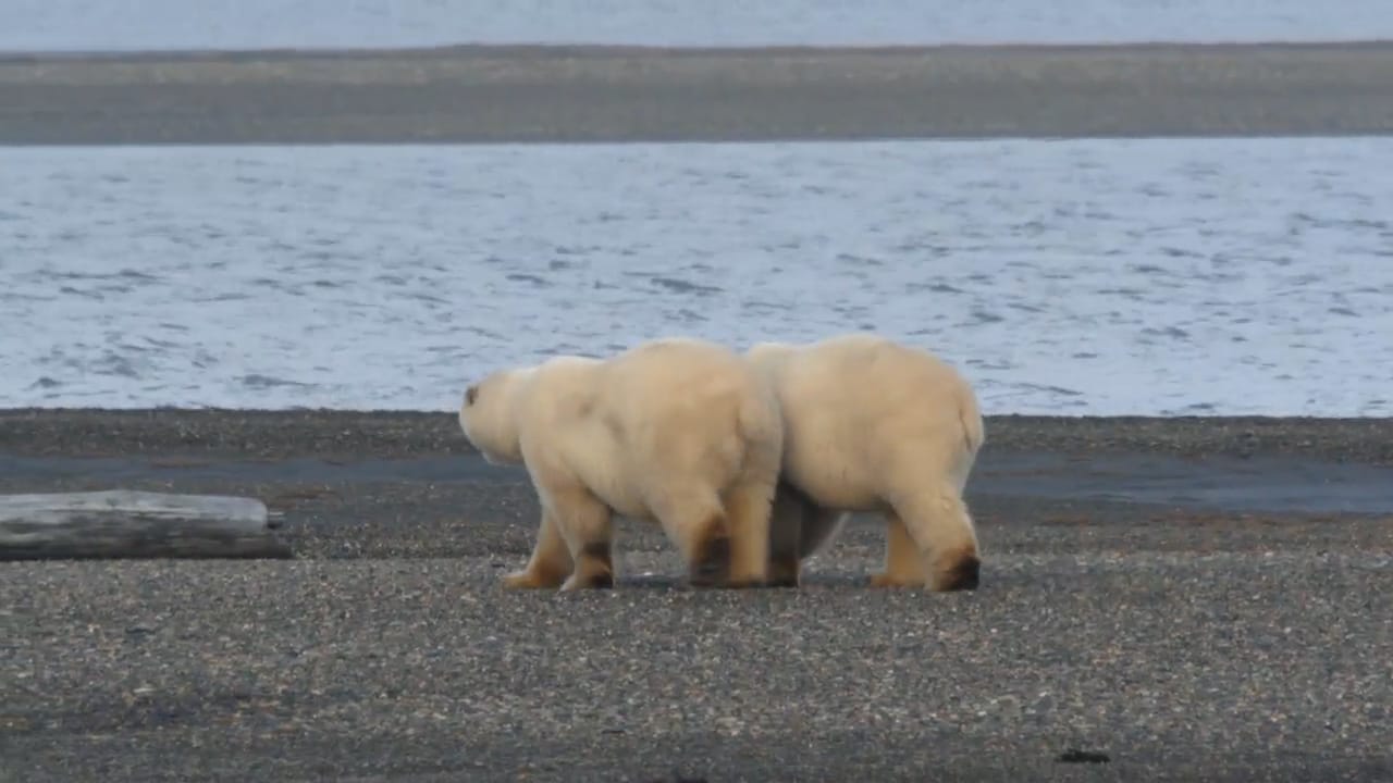Alaska, Survie avec les ours : Affiche