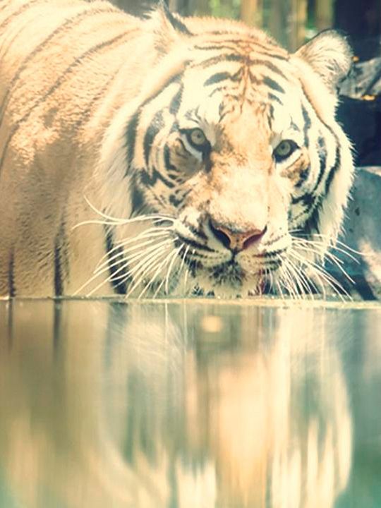 Jeux des gros chats : Affiche