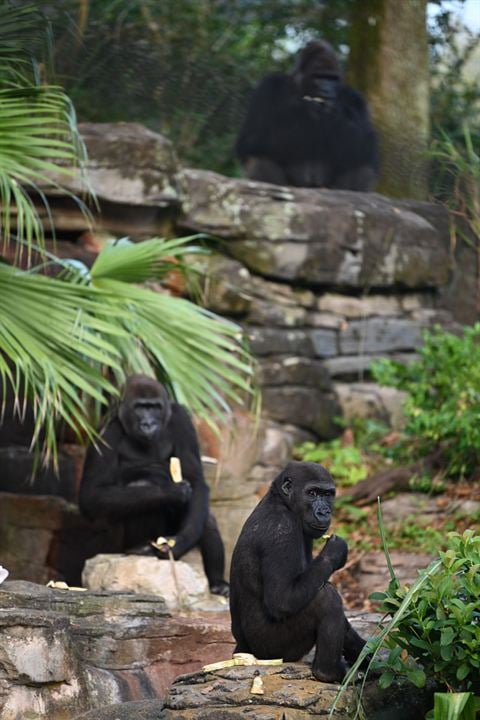 Au cœur de Disney’s Animal Kingdom : Photo