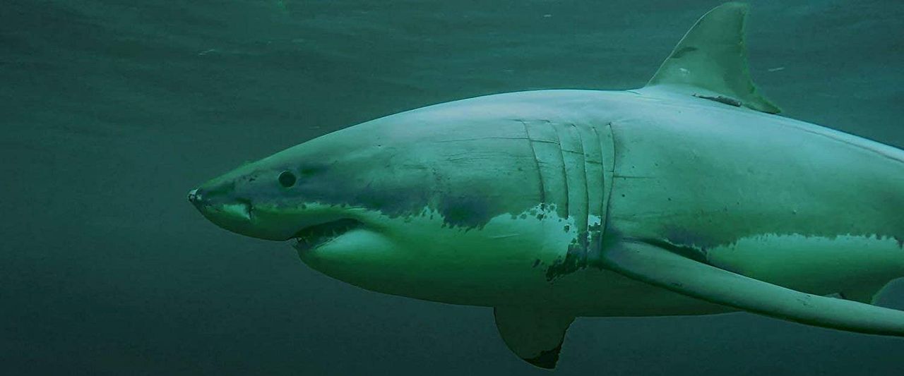 La Saison des requins : Photo