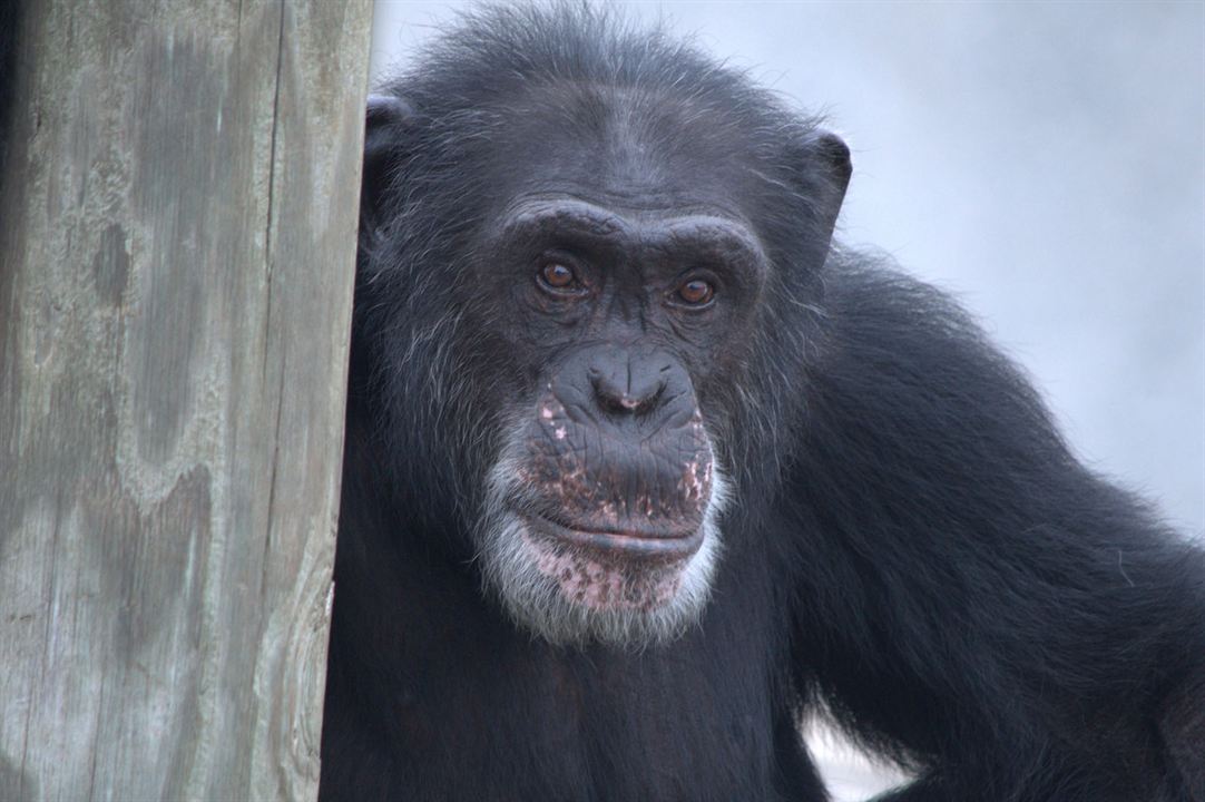 Rencontre avec les chimpanzés : Photo