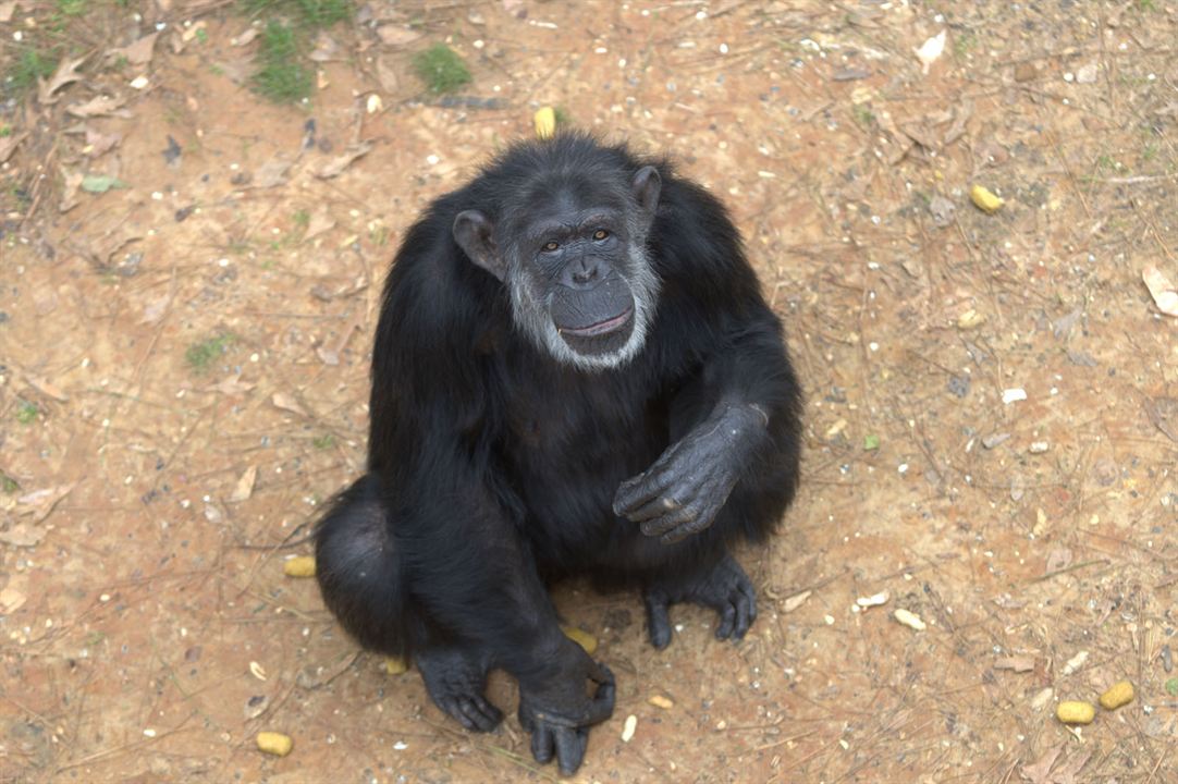 Rencontre avec les chimpanzés : Photo