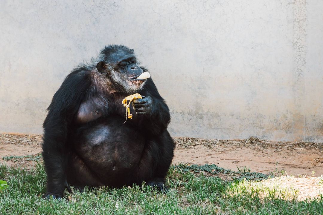 Rencontre avec les chimpanzés : Photo
