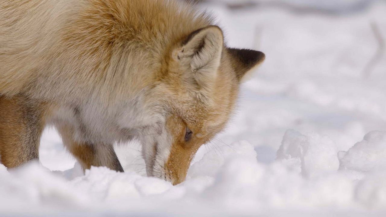 Les merveilles cachées de l’hiver : Photo