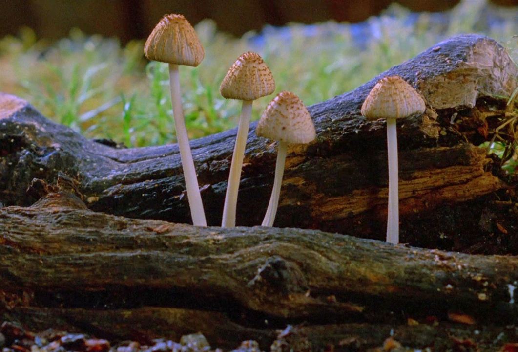 Fantastic Fungi : Photo