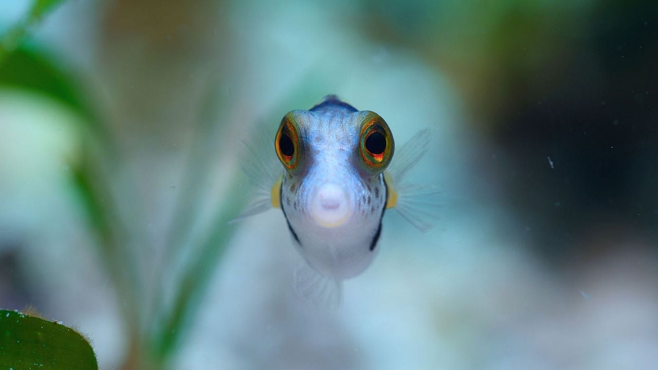 Comme un poisson dans son récif : Photo