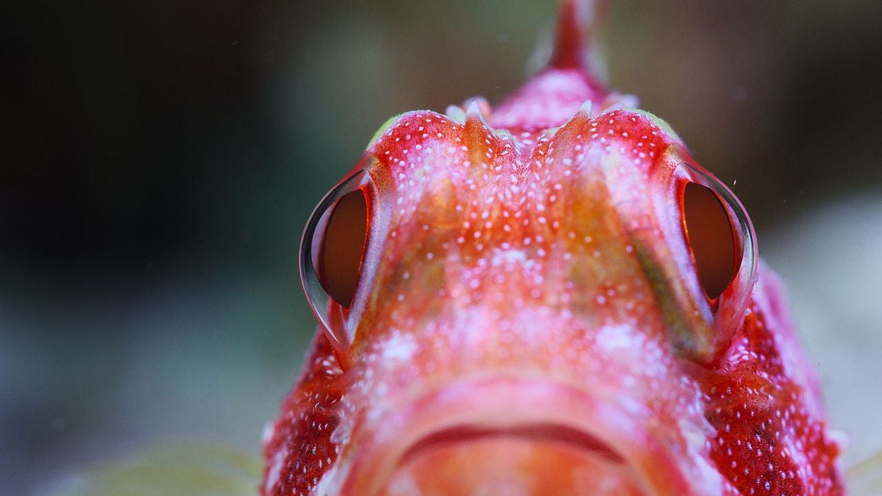 Comme un poisson dans son récif : Photo