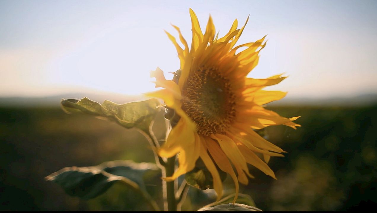 Les Tournesols : Photo