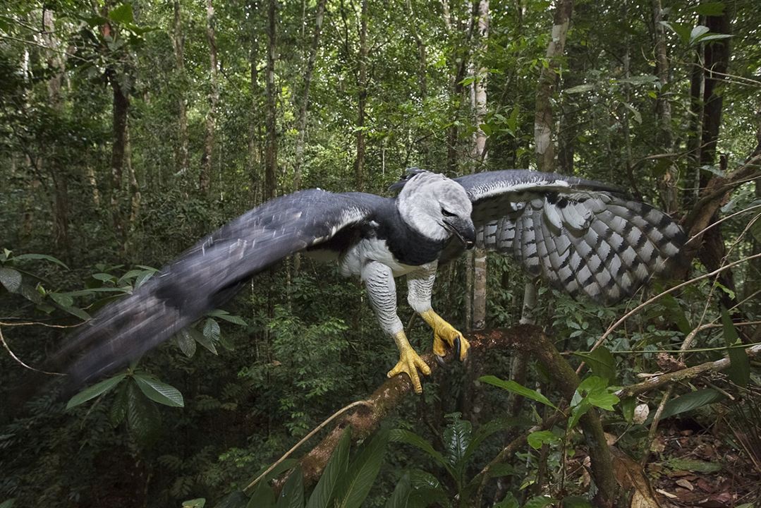 Amazônia : Photo