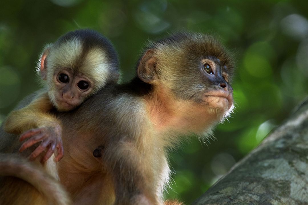 Amazônia : Photo